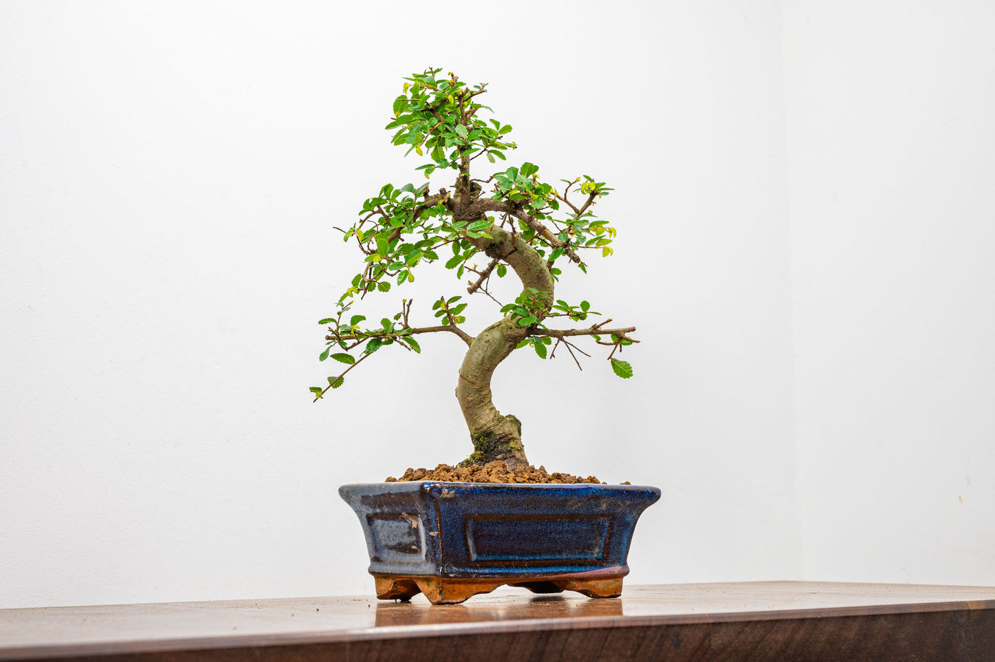 Chinese Elm Bonsai + Full Care Kit in a 15cm Navy Ceramic Pot