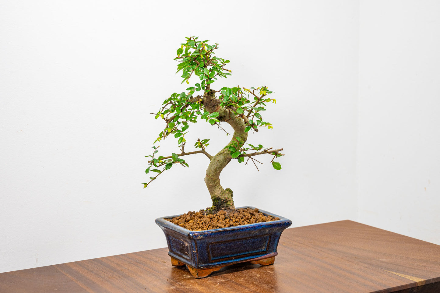 Chinese Elm Bonsai + Full Care Kit in a 15cm Navy Ceramic Pot