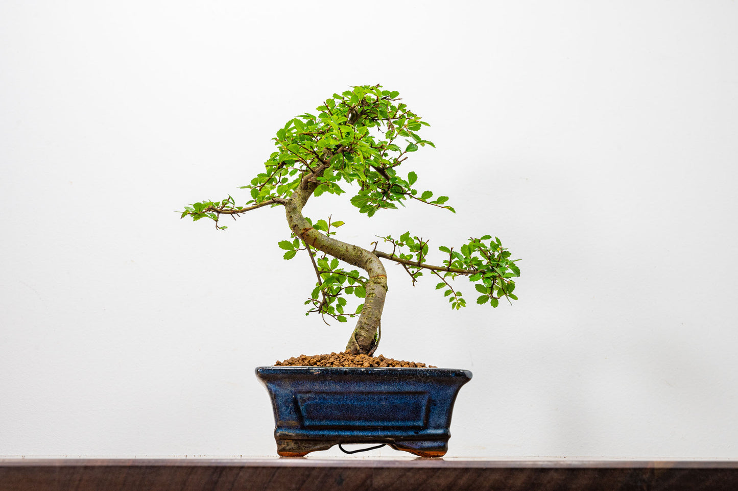 Chinese Elm Bonsai + Full Care Kit in a 15cm Navy Ceramic Pot