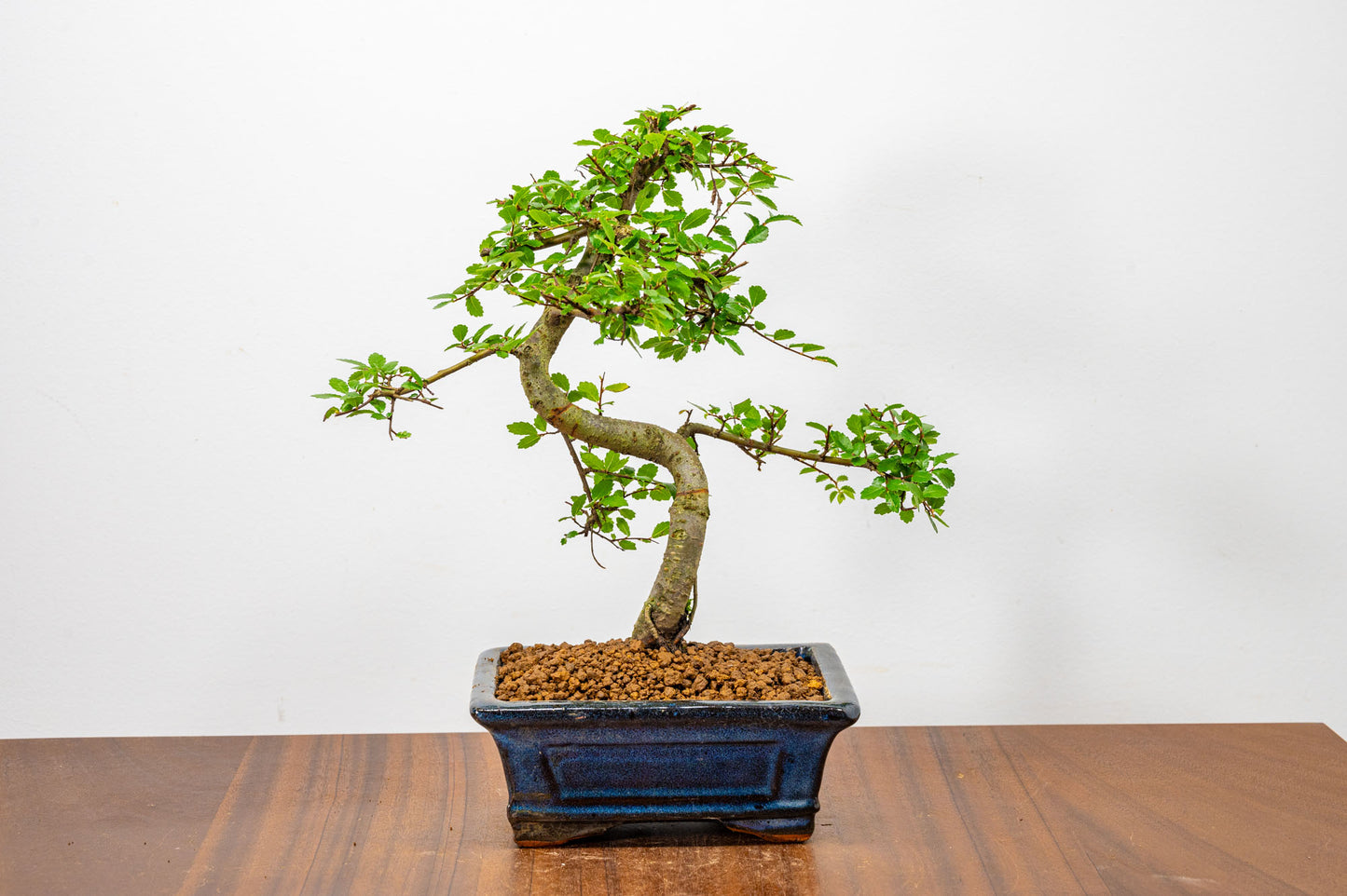 Chinese Elm Bonsai + Full Care Kit in a 15cm Navy Ceramic Pot