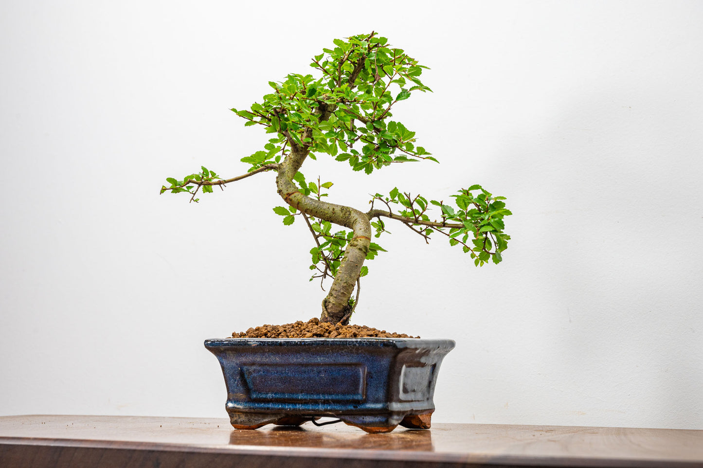 Chinese Elm Bonsai + Full Care Kit in a 15cm Navy Ceramic Pot