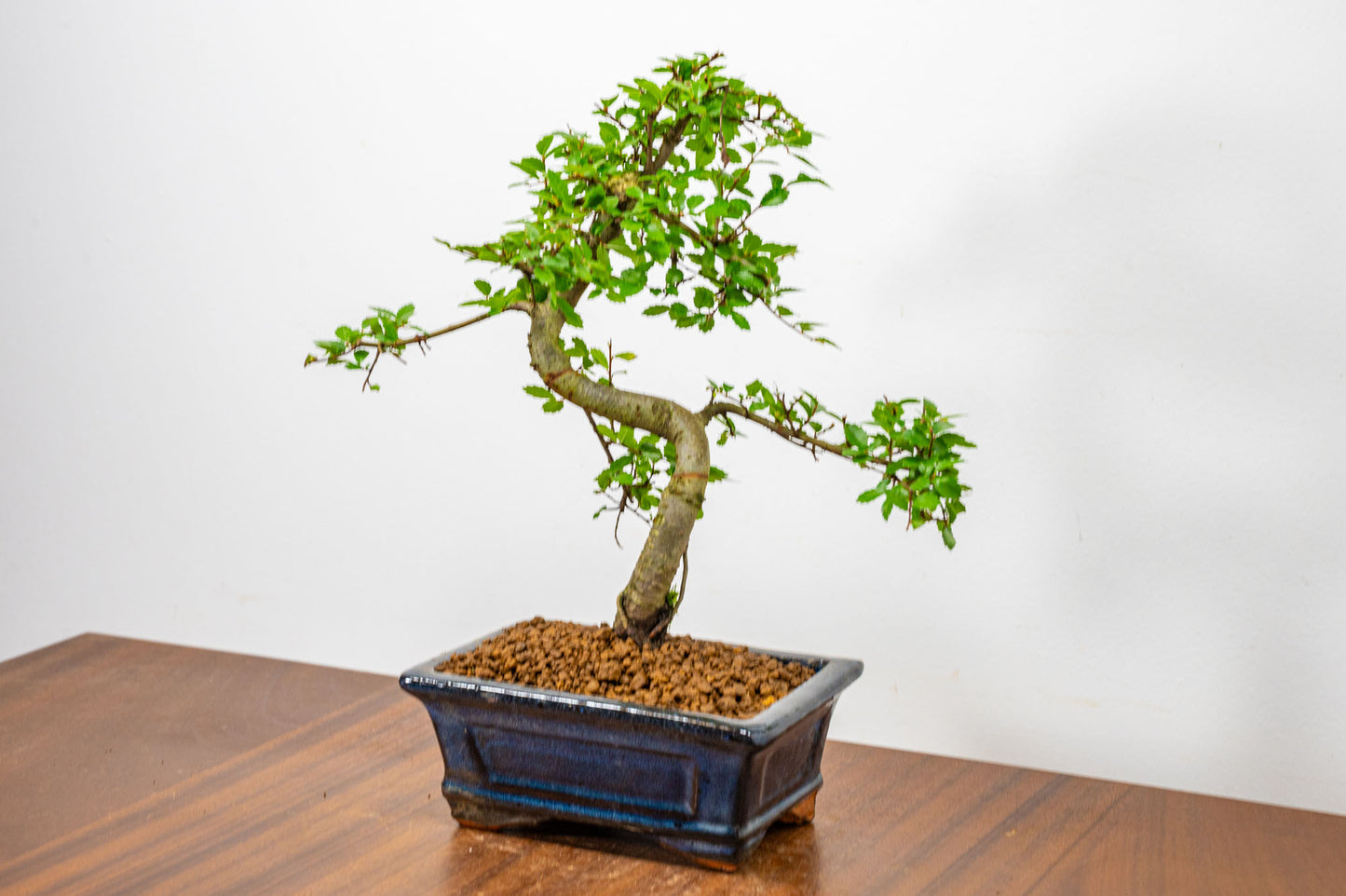 Chinese Elm Bonsai + Full Care Kit in a 15cm Navy Ceramic Pot