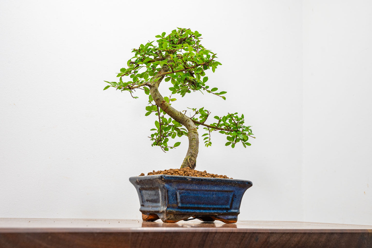 Chinese Elm Bonsai + Full Care Kit in a 15cm Navy Ceramic Pot