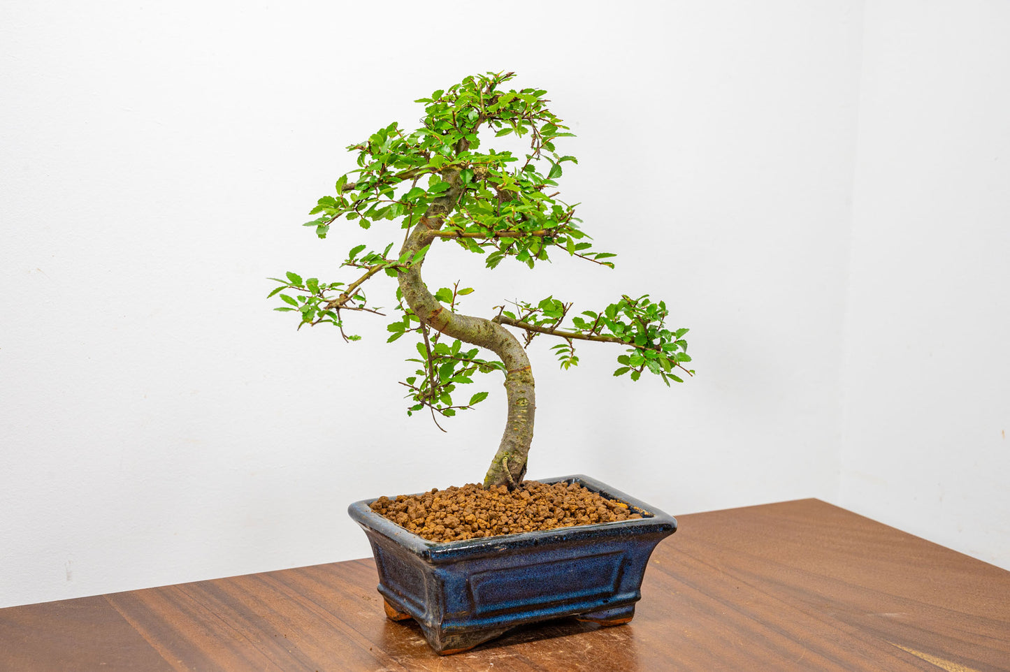 Chinese Elm Bonsai + Full Care Kit in a 15cm Navy Ceramic Pot