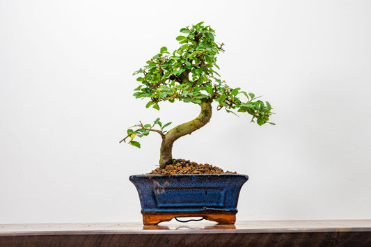 Chinese Elm Bonsai + Full Care Kit in a 15cm Navy Ceramic Pot