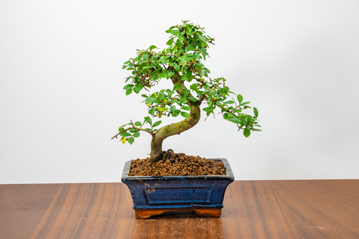 Chinese Elm Bonsai + Full Care Kit in a 15cm Navy Ceramic Pot