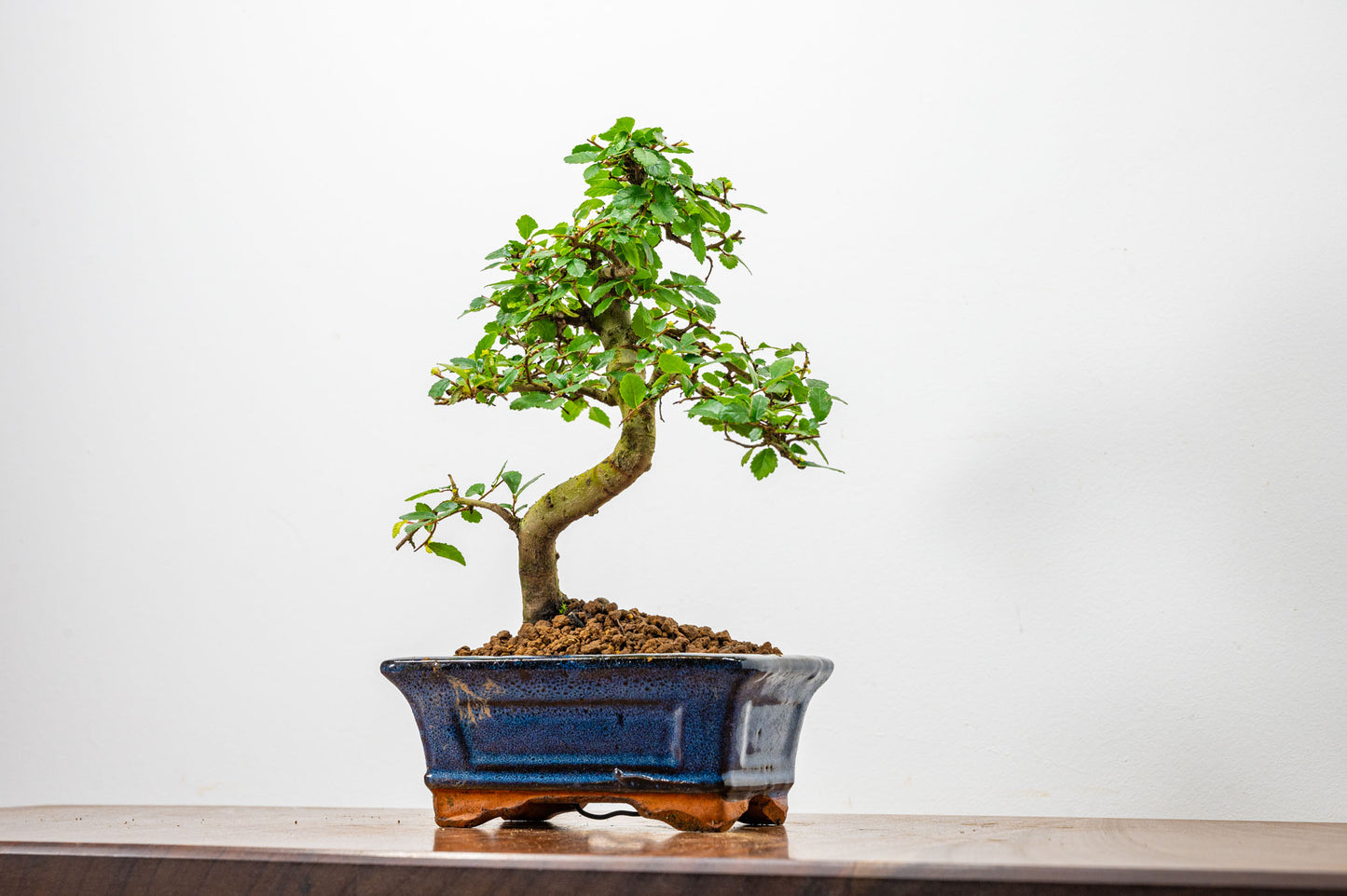 Chinese Elm Bonsai + Full Care Kit in a 15cm Navy Ceramic Pot