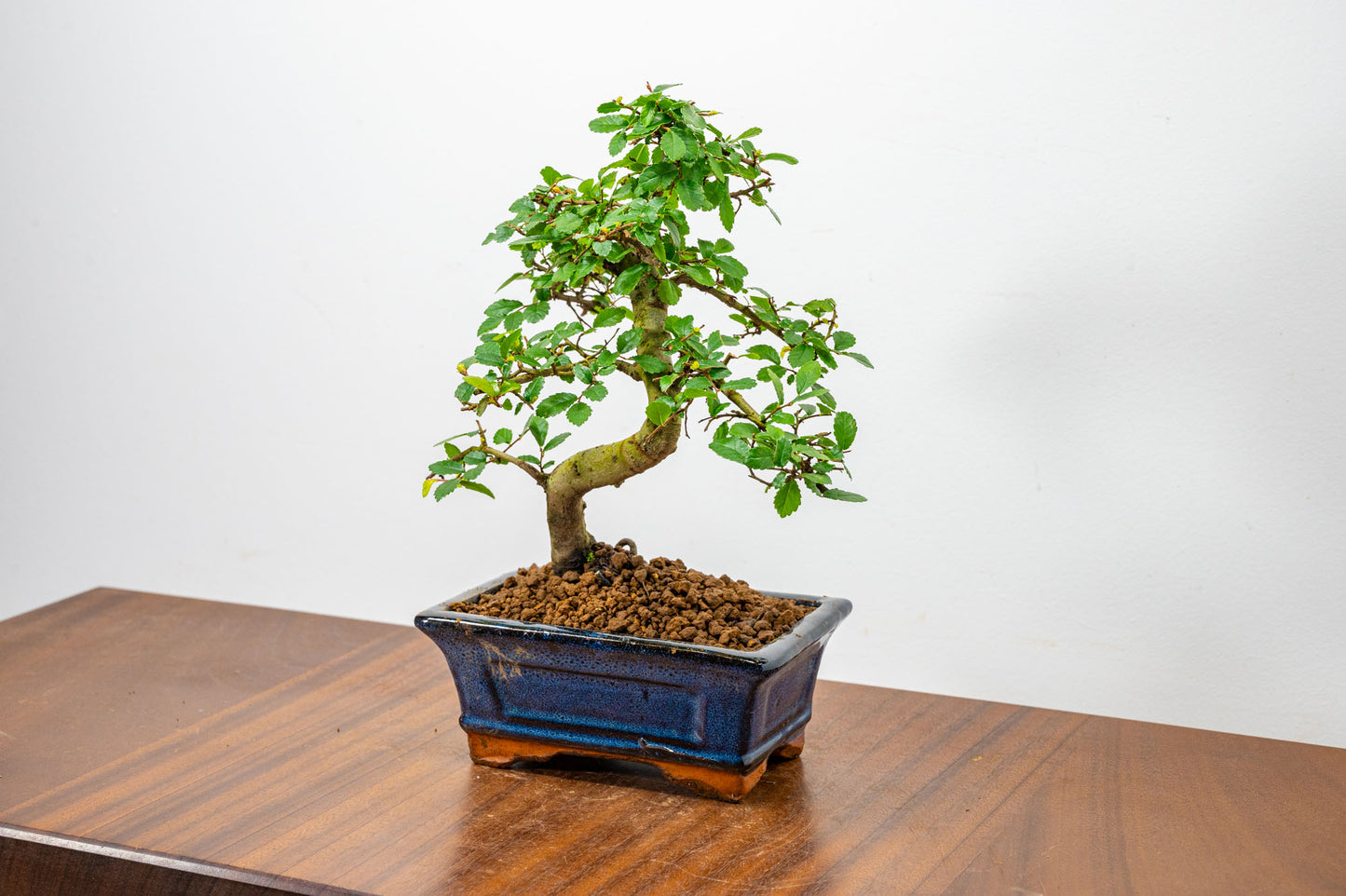 Chinese Elm Bonsai + Full Care Kit in a 15cm Navy Ceramic Pot