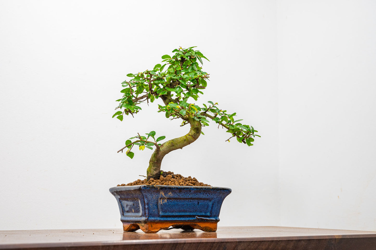 Chinese Elm Bonsai + Full Care Kit in a 15cm Navy Ceramic Pot