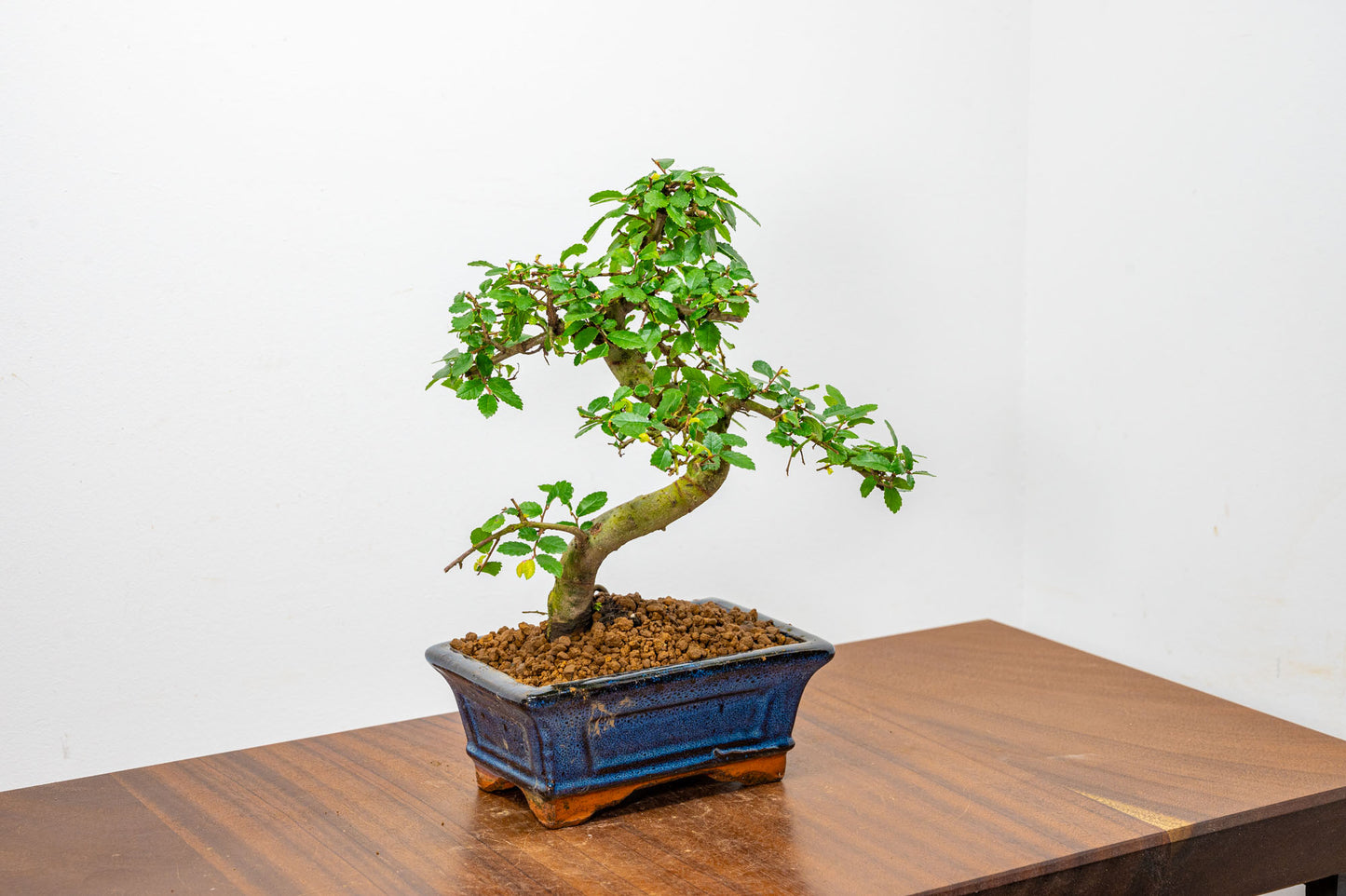 Chinese Elm Bonsai + Full Care Kit in a 15cm Navy Ceramic Pot