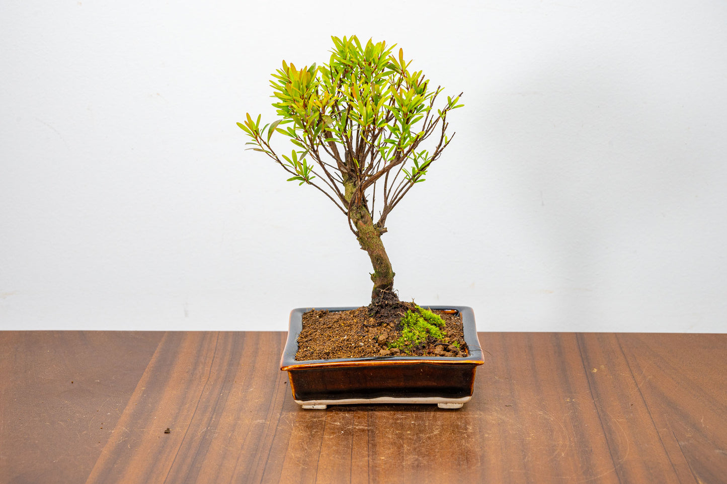 Chinese Myrtle Bonsai  S Trunk - 13cm Dark Brown Ceramic Pot