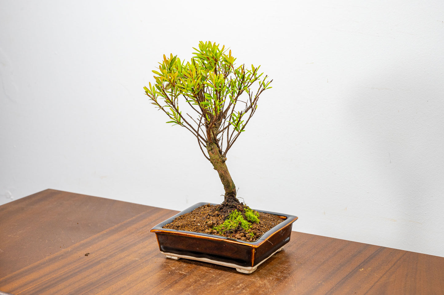 Chinese Myrtle Bonsai  S Trunk - 13cm Dark Brown Ceramic Pot