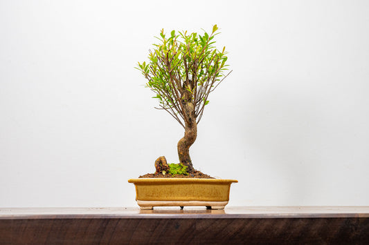 Chinese Myrtle Bonsai  S Trunk - 14cm Topaz Ceramic Pot