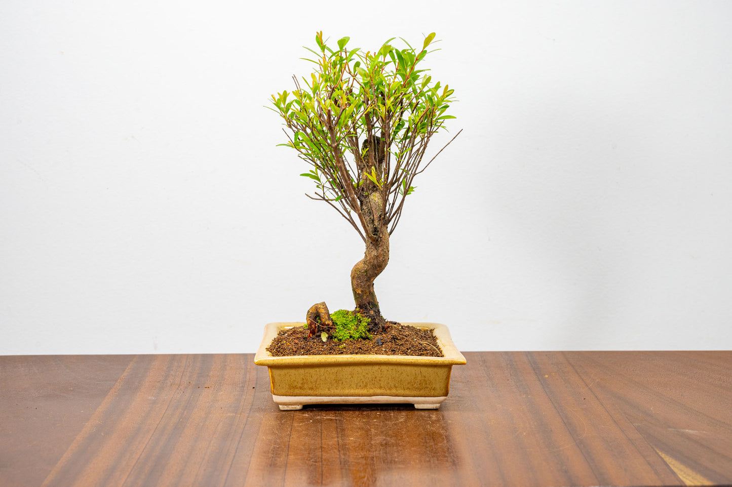 Chinese Myrtle Bonsai  S Trunk - 14cm Topaz Ceramic Pot