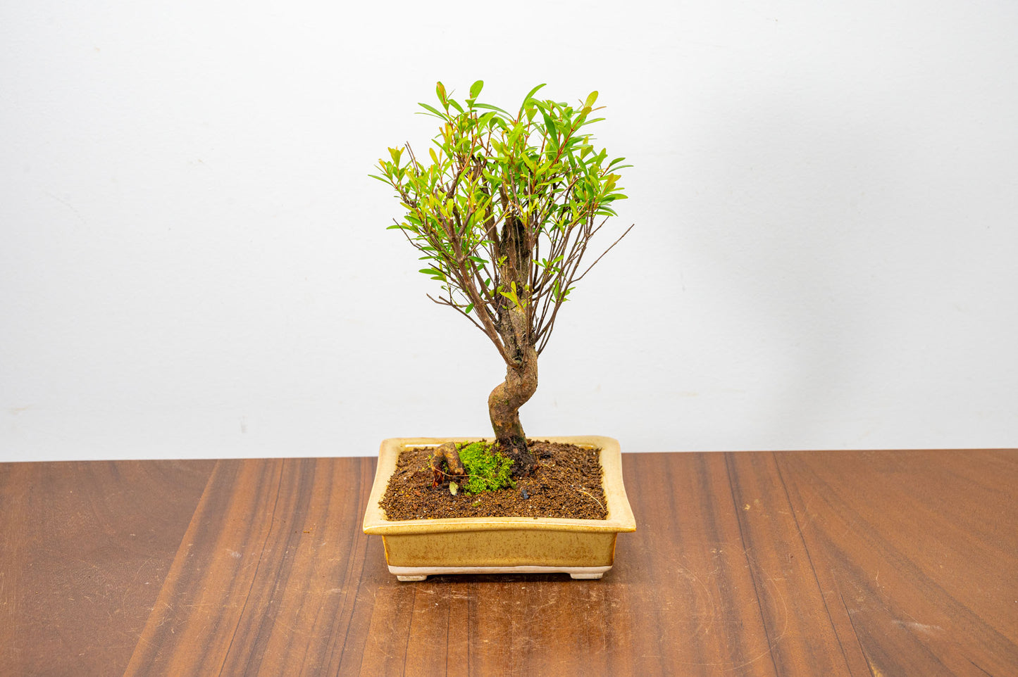 Chinese Myrtle Bonsai  S Trunk - 14cm Topaz Ceramic Pot