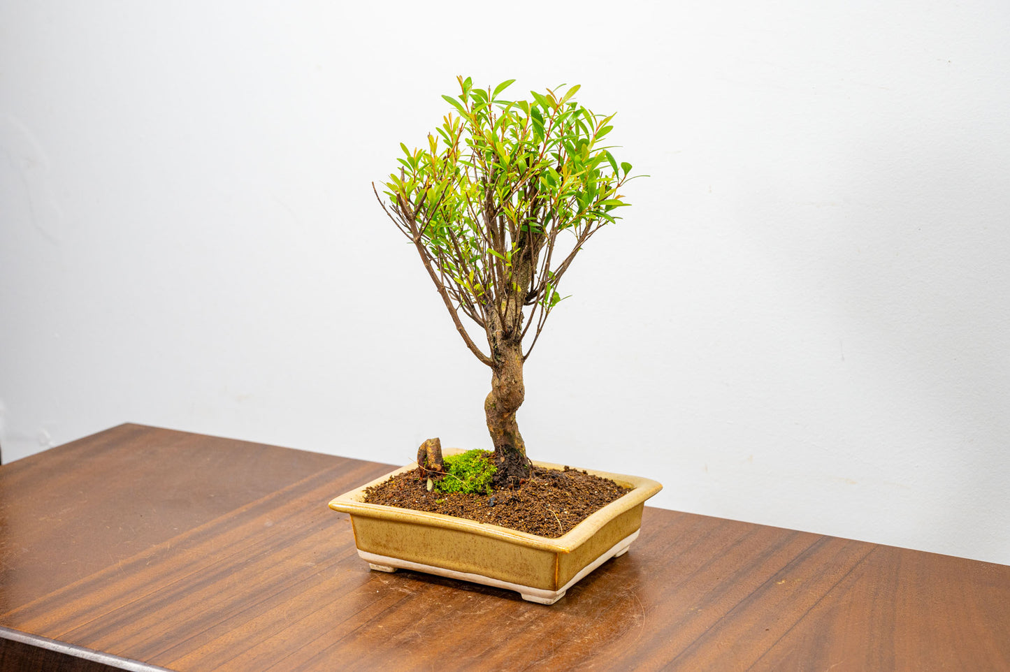 Chinese Myrtle Bonsai  S Trunk - 14cm Topaz Ceramic Pot