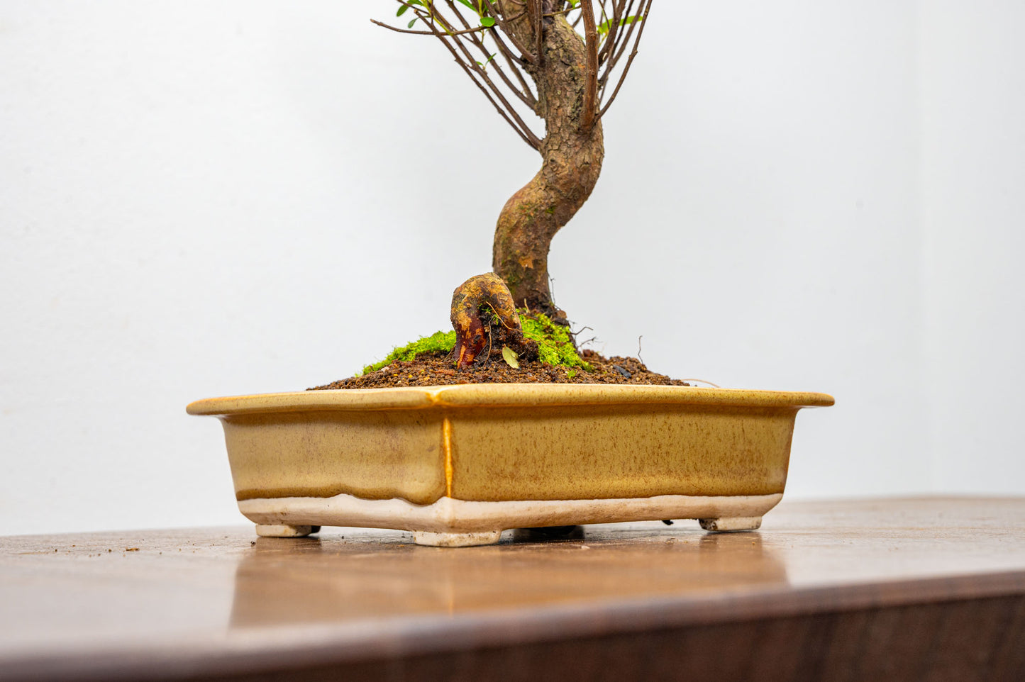 Chinese Myrtle Bonsai  S Trunk - 14cm Topaz Ceramic Pot