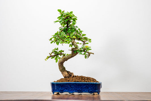 Chinese Elm Bonsai in 15cm Dark Blue Ceramic Pot + Care Kit