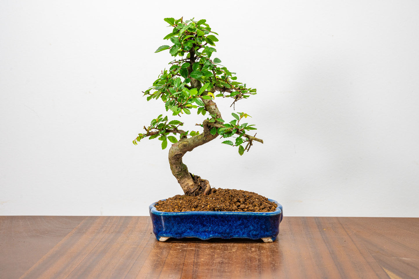 Chinese Elm Bonsai in 15cm Dark Blue Ceramic Pot + Care Kit