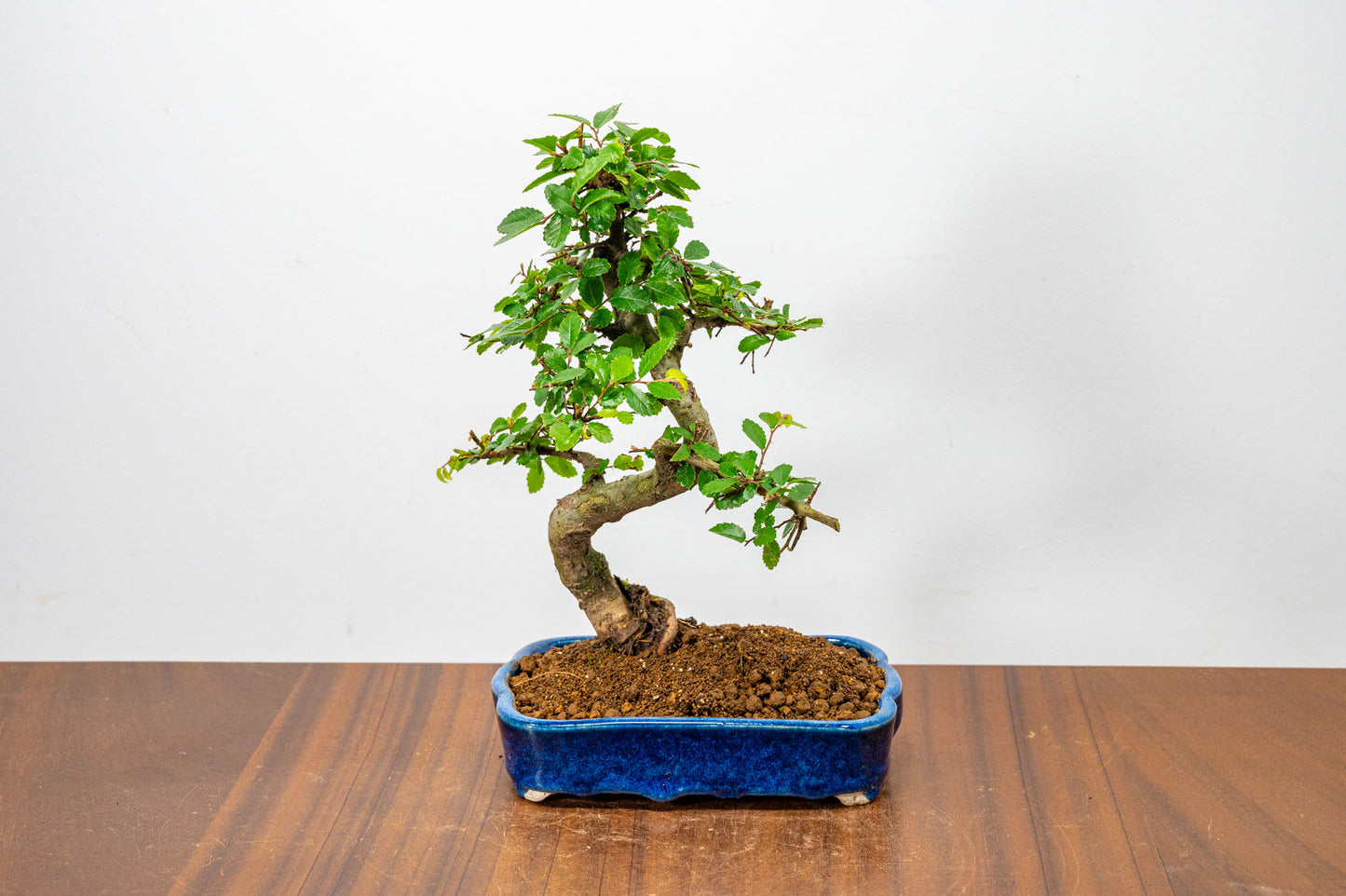 Chinese Elm Bonsai in 15cm Dark Blue Ceramic Pot + Care Kit