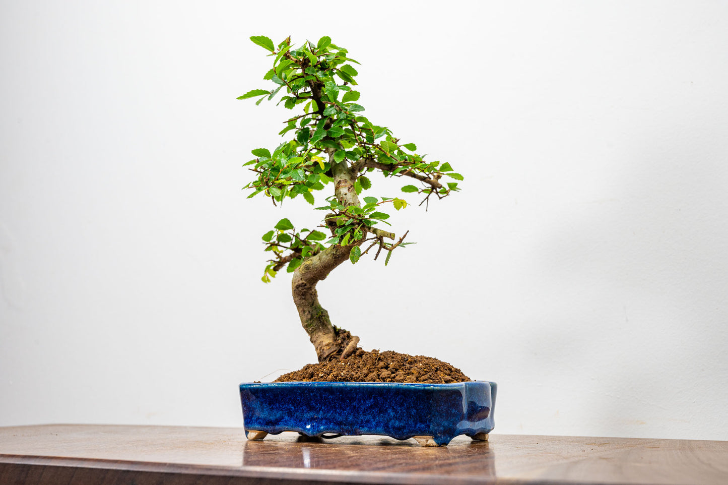 Chinese Elm Bonsai in 15cm Dark Blue Ceramic Pot + Care Kit