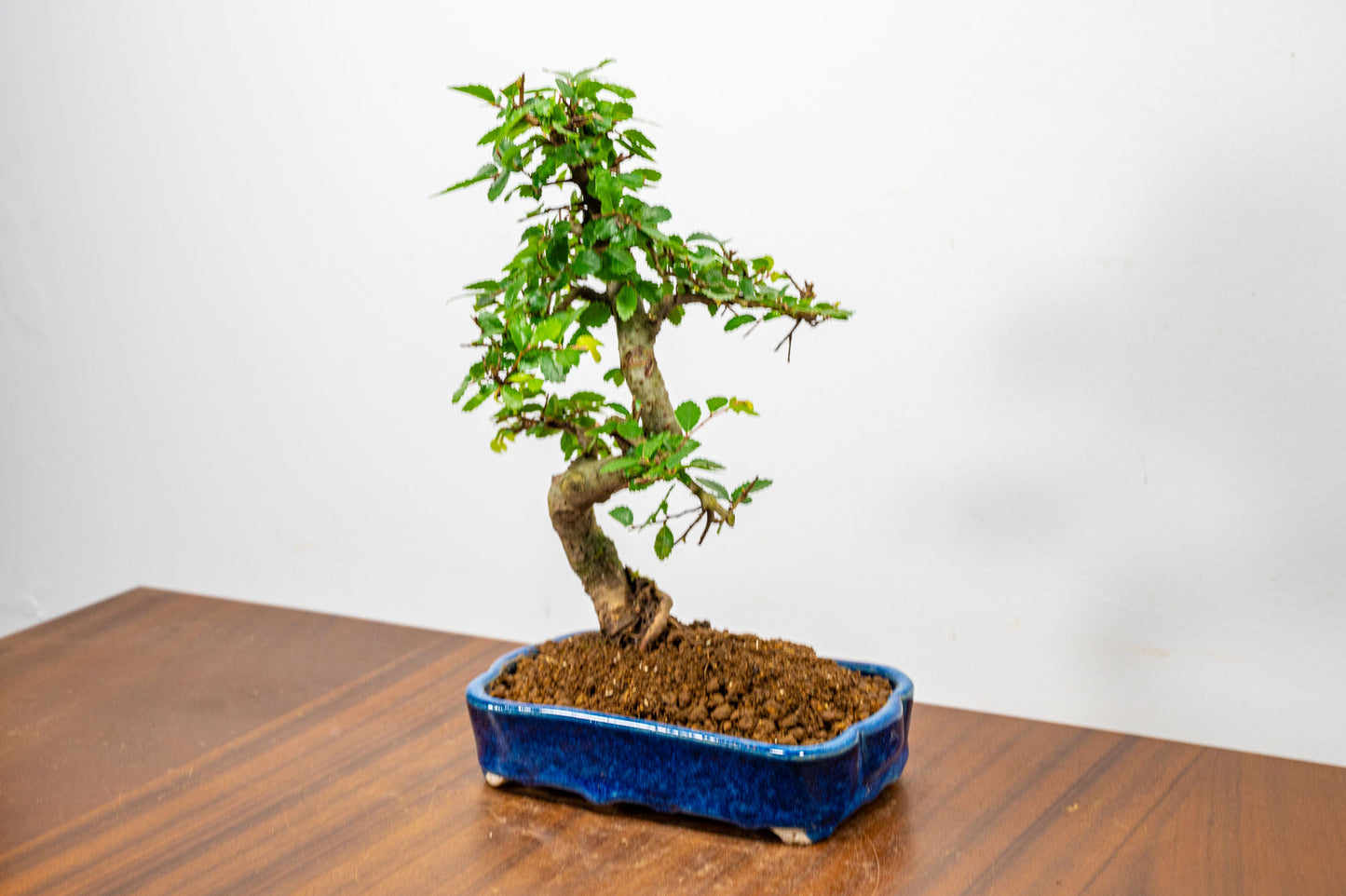 Chinese Elm Bonsai in 15cm Dark Blue Ceramic Pot + Care Kit