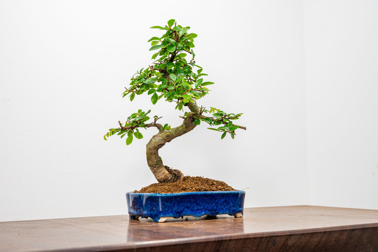 Chinese Elm Bonsai in 15cm Dark Blue Ceramic Pot + Care Kit