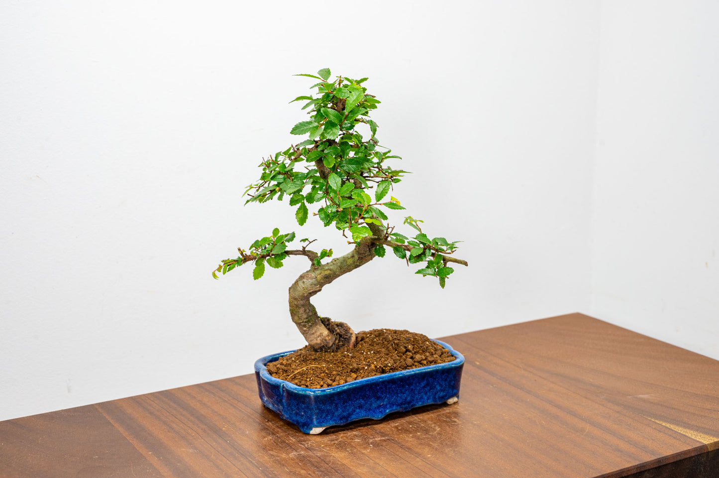 Chinese Elm Bonsai in 15cm Dark Blue Ceramic Pot + Care Kit