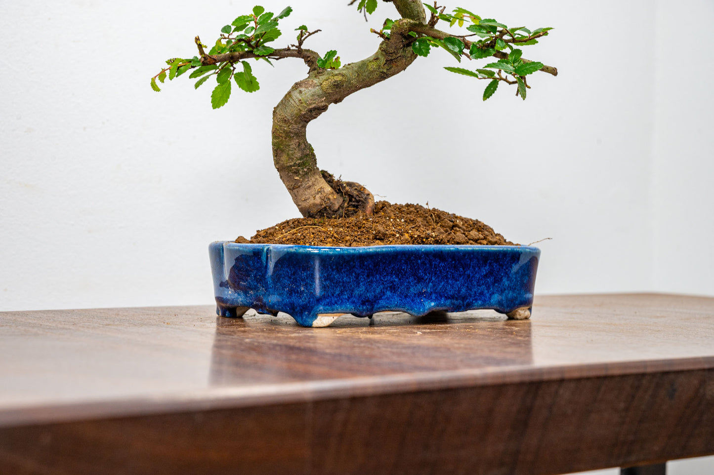 Chinese Elm Bonsai in 15cm Dark Blue Ceramic Pot + Care Kit