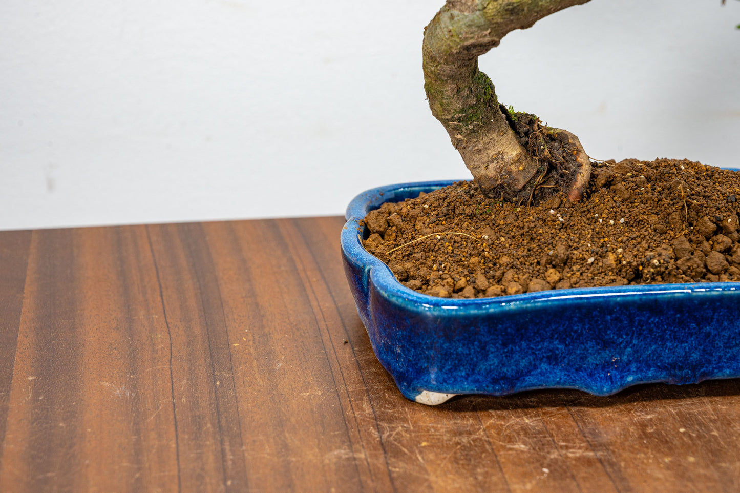 Chinese Elm Bonsai in 15cm Dark Blue Ceramic Pot + Care Kit