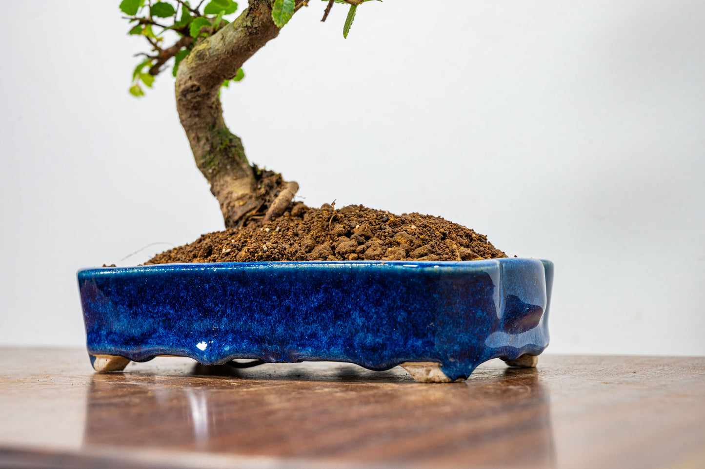 Chinese Elm Bonsai in 15cm Dark Blue Ceramic Pot + Care Kit