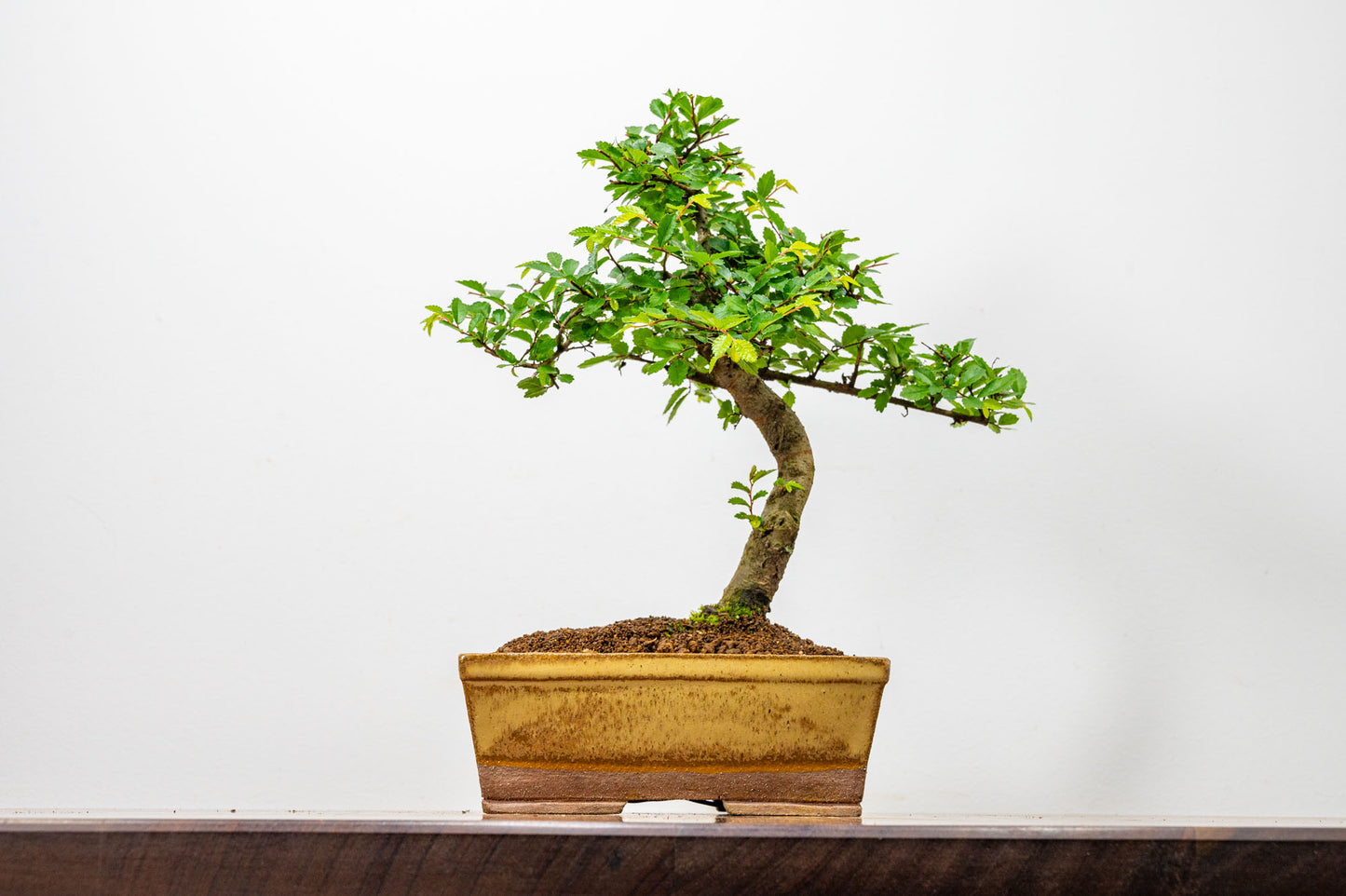 Chinese Elm Bonsai in 17cm Topaz Deep Ceramic Pot + Care Kit