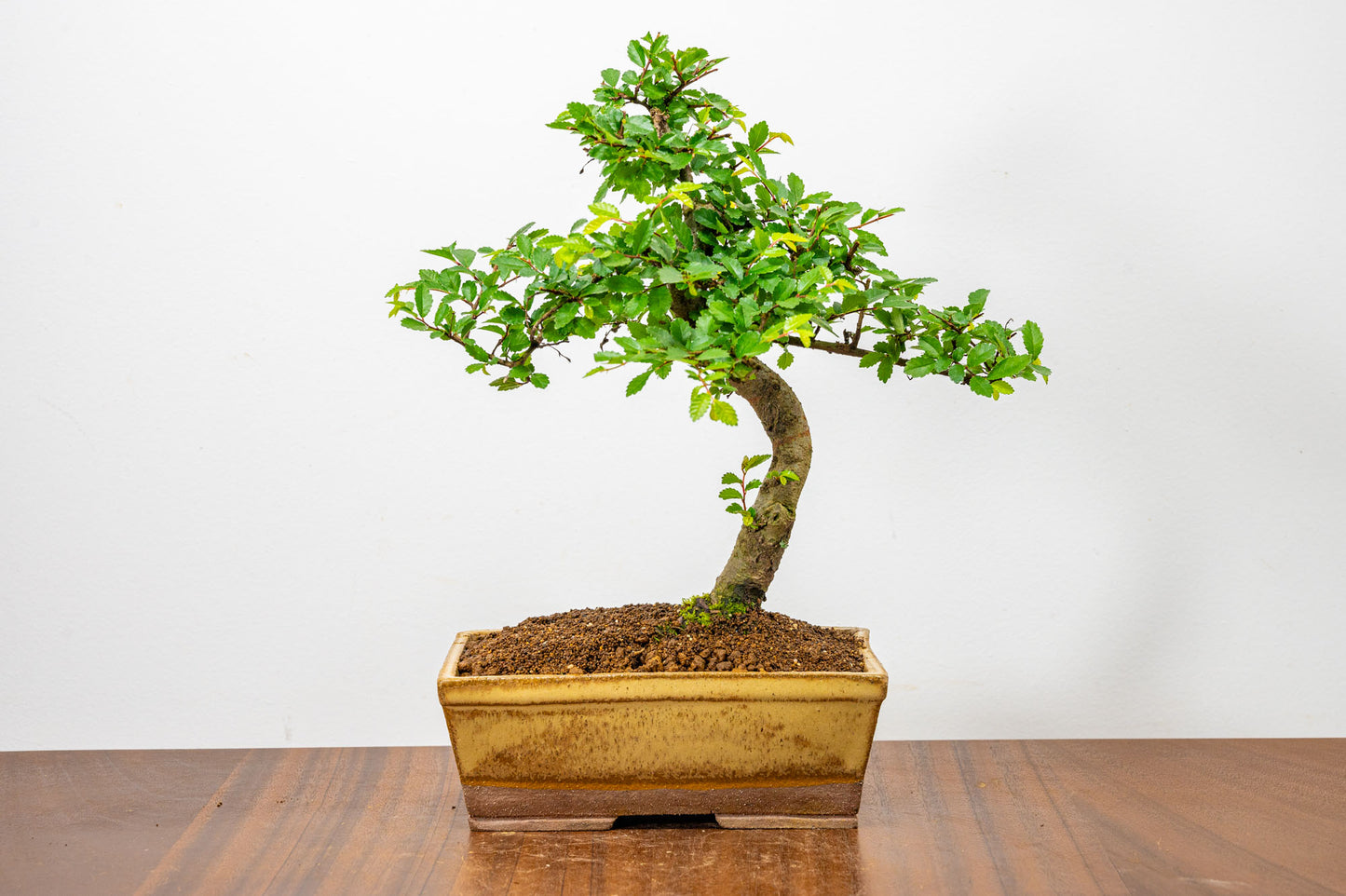 Chinese Elm Bonsai in 17cm Topaz Deep Ceramic Pot + Care Kit