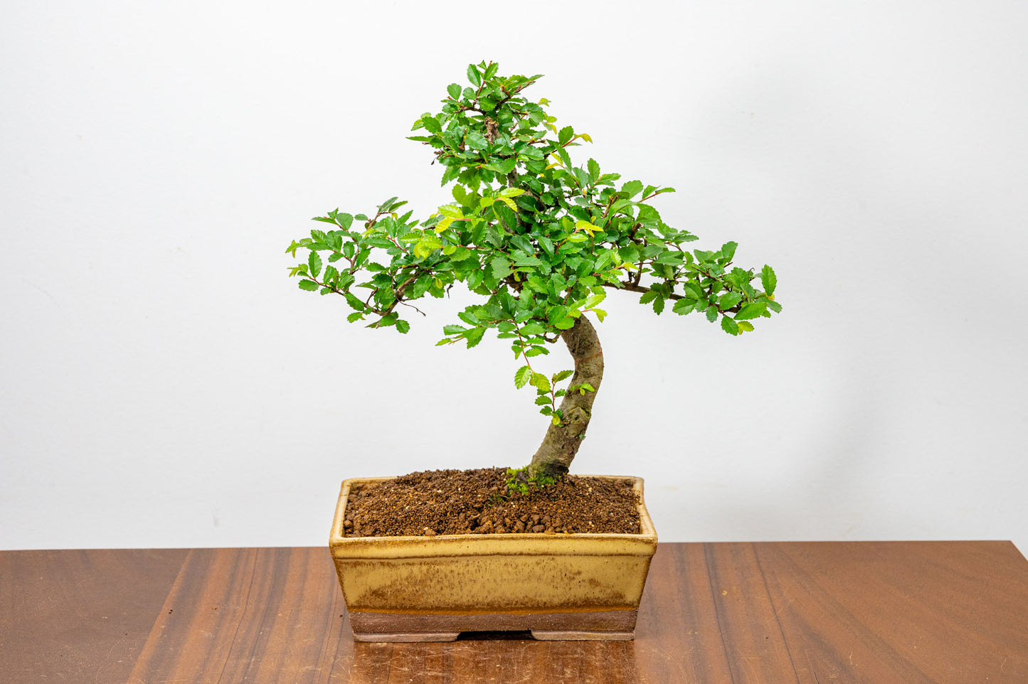 Chinese Elm Bonsai in 17cm Topaz Deep Ceramic Pot + Care Kit