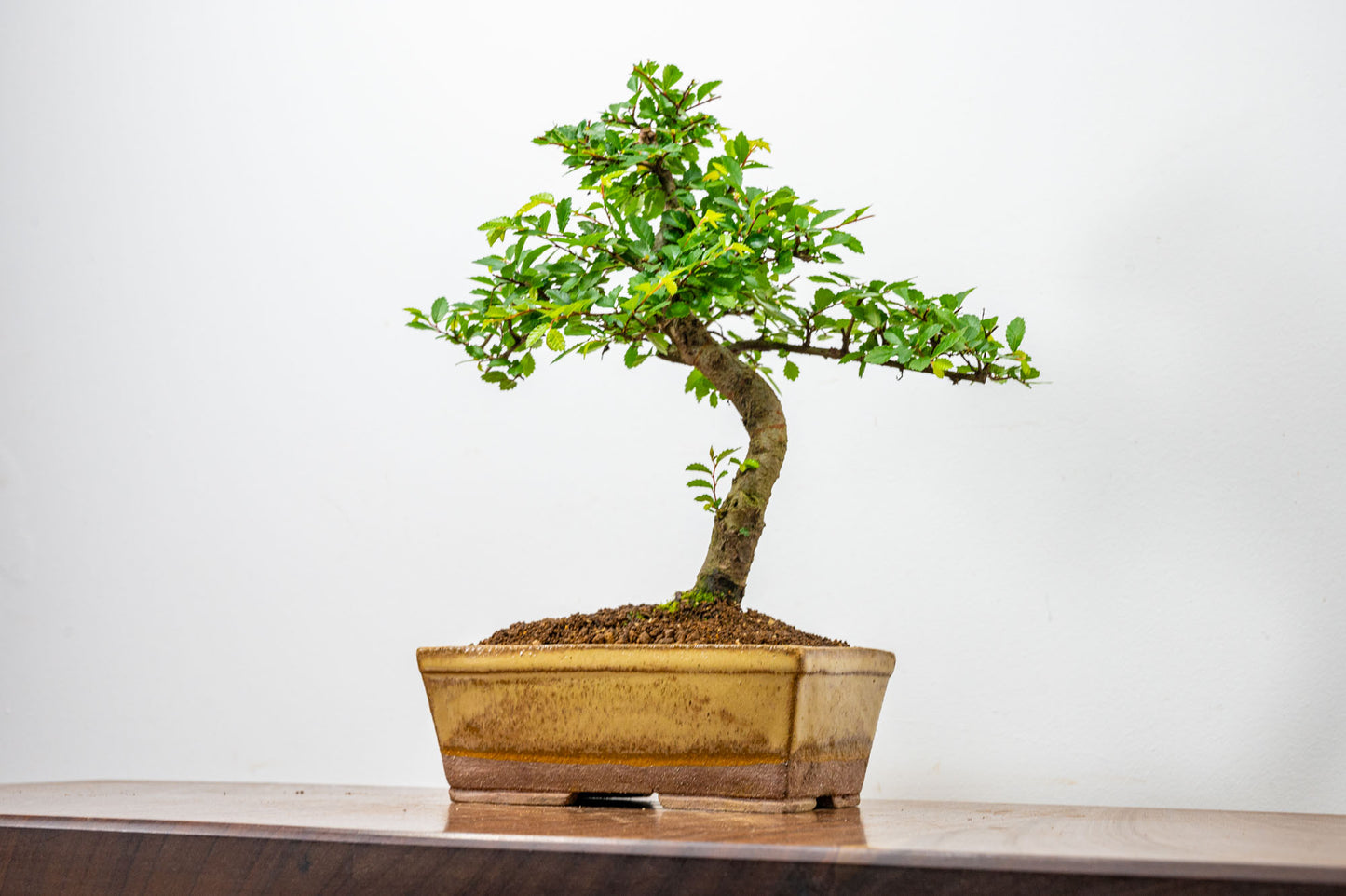 Chinese Elm Bonsai in 17cm Topaz Deep Ceramic Pot + Care Kit