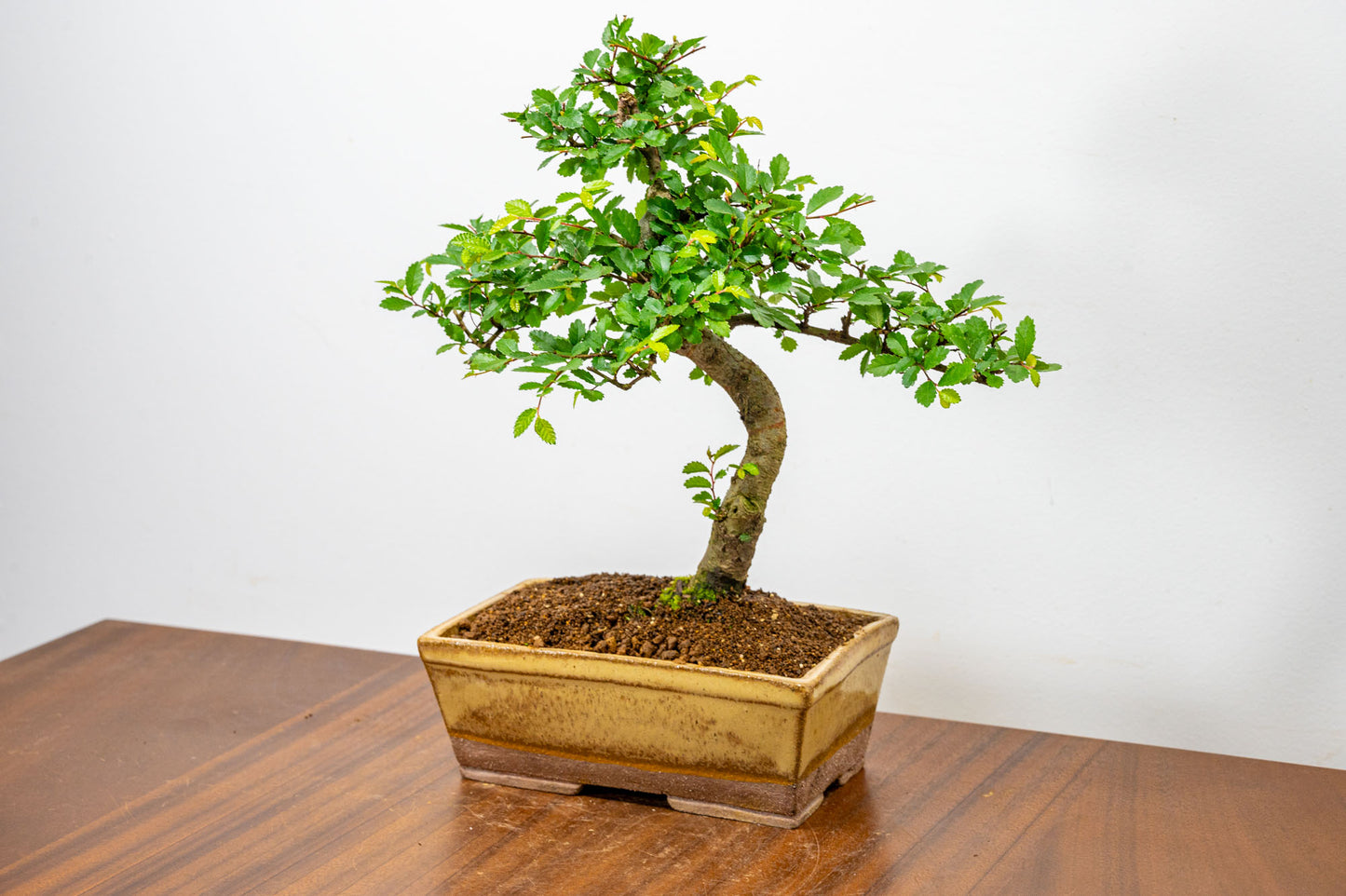 Chinese Elm Bonsai in 17cm Topaz Deep Ceramic Pot + Care Kit