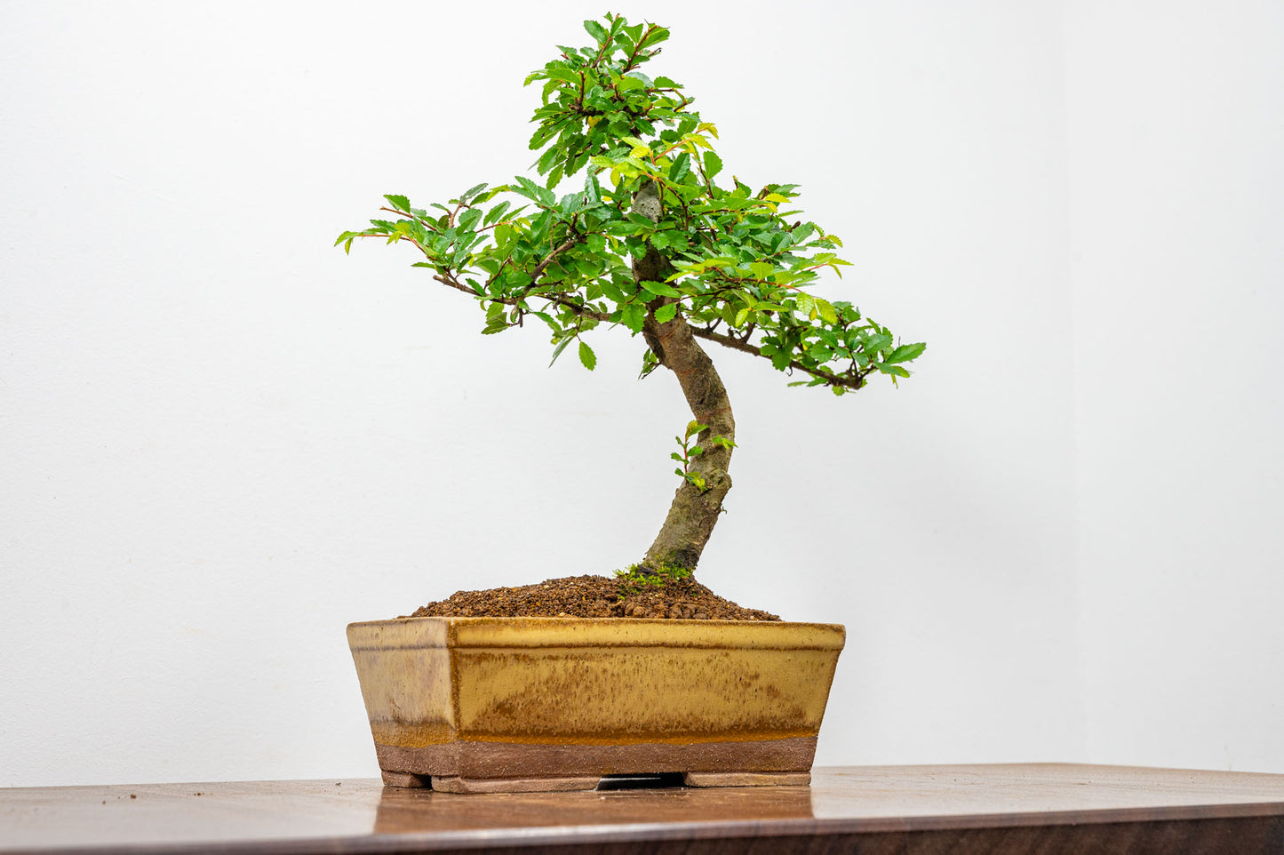 Chinese Elm Bonsai in 17cm Topaz Deep Ceramic Pot + Care Kit