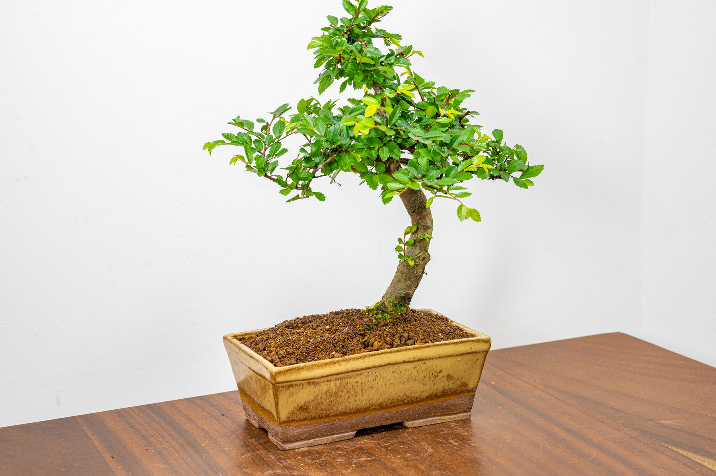 Chinese Elm Bonsai in 17cm Topaz Deep Ceramic Pot + Care Kit