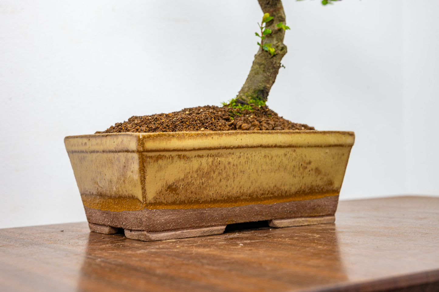 Chinese Elm Bonsai in 17cm Topaz Deep Ceramic Pot + Care Kit