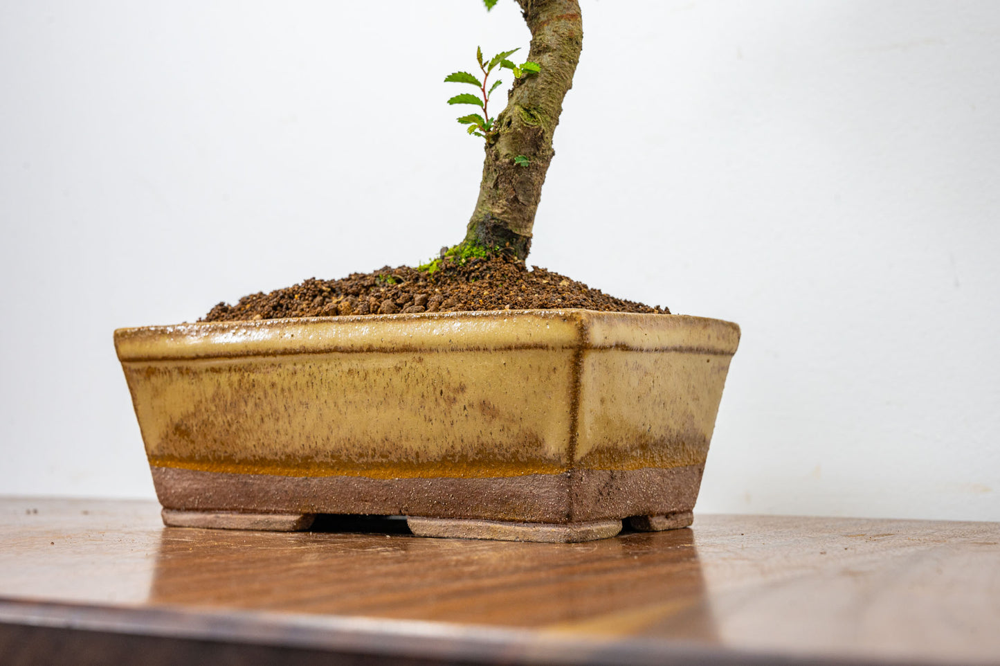 Chinese Elm Bonsai in 17cm Topaz Deep Ceramic Pot + Care Kit