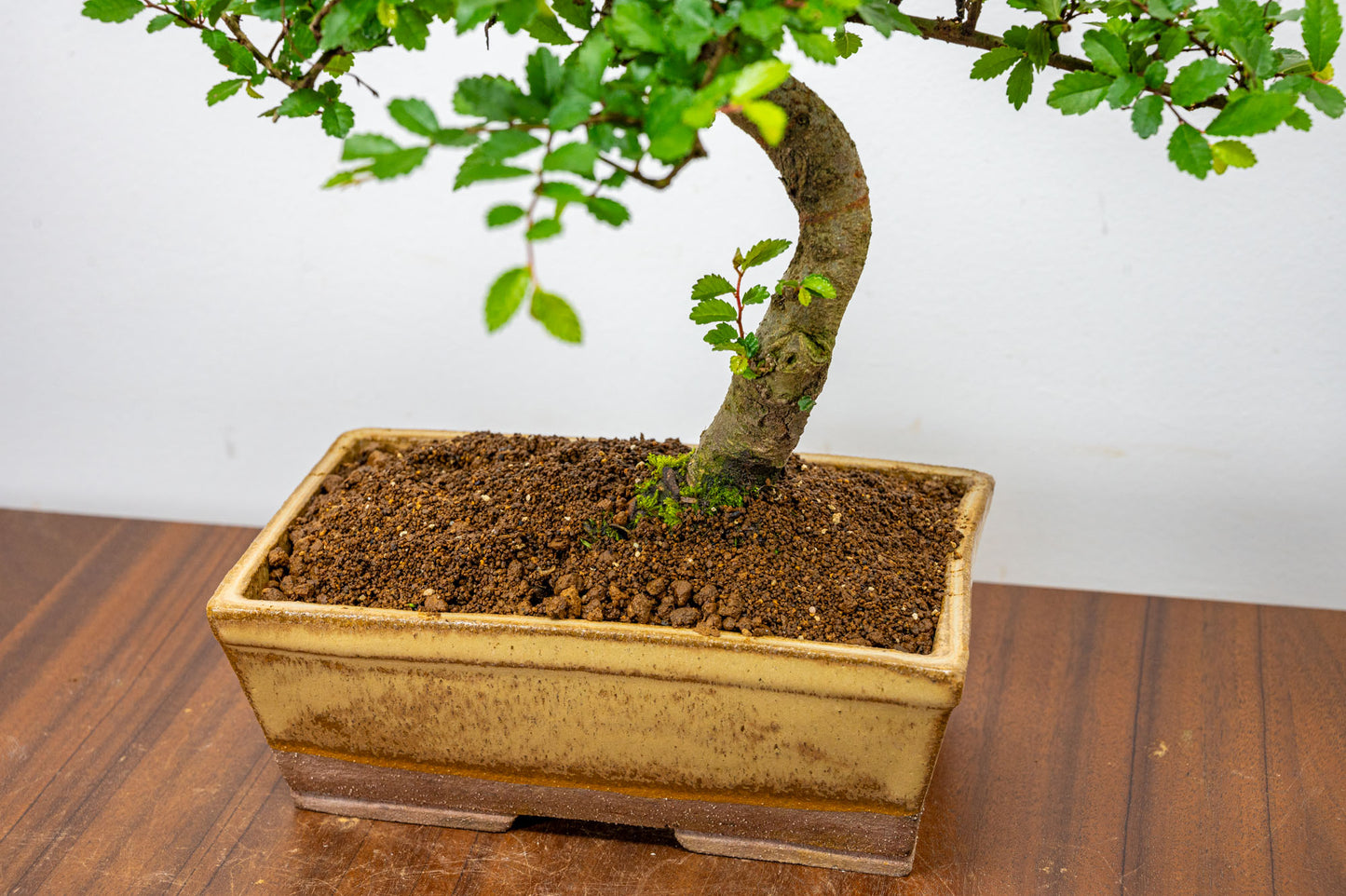 Chinese Elm Bonsai in 17cm Topaz Deep Ceramic Pot + Care Kit