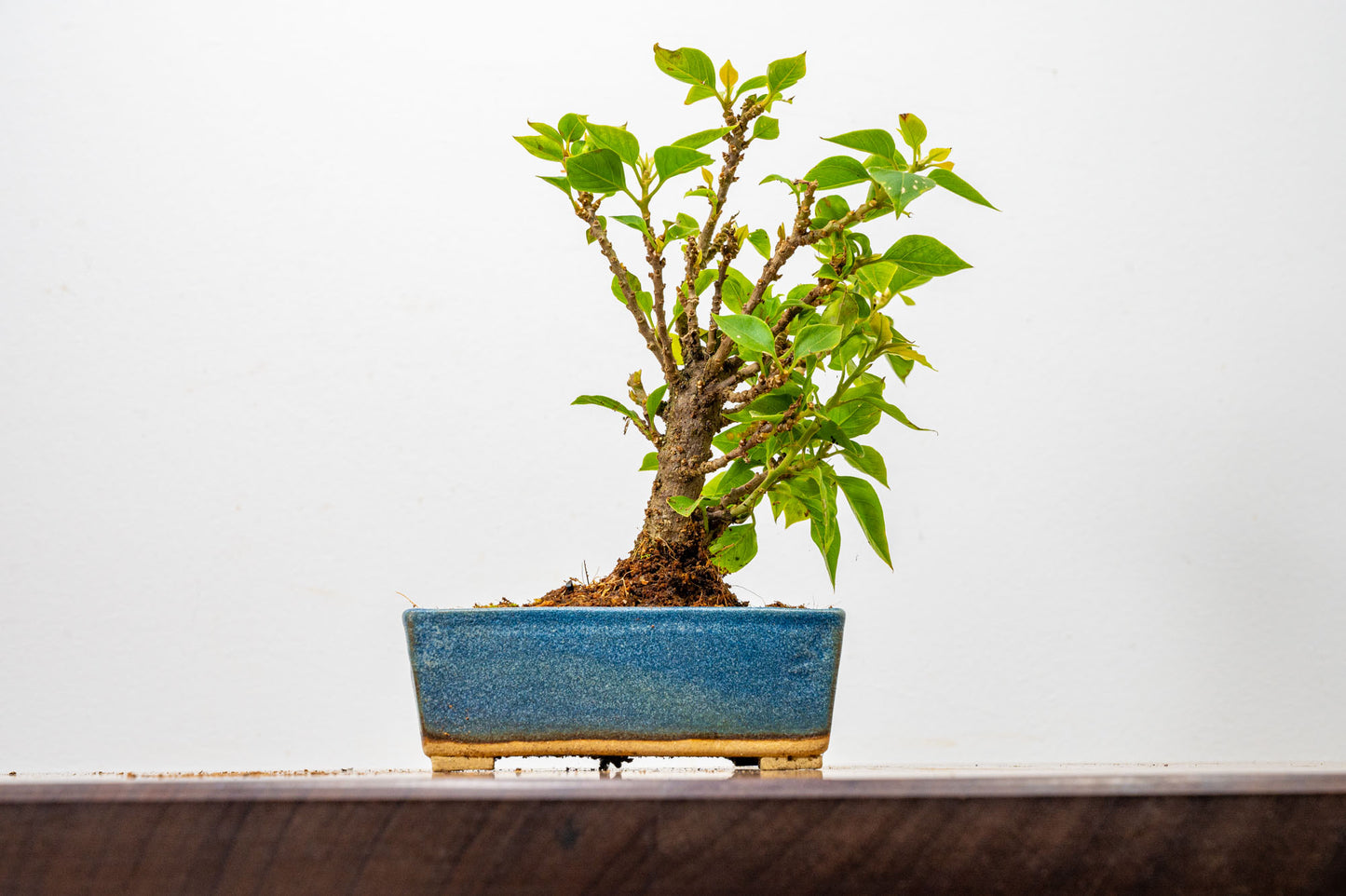 Bougainvillea  Pink Flowering Bonsai - 12cm Matt Blue pot