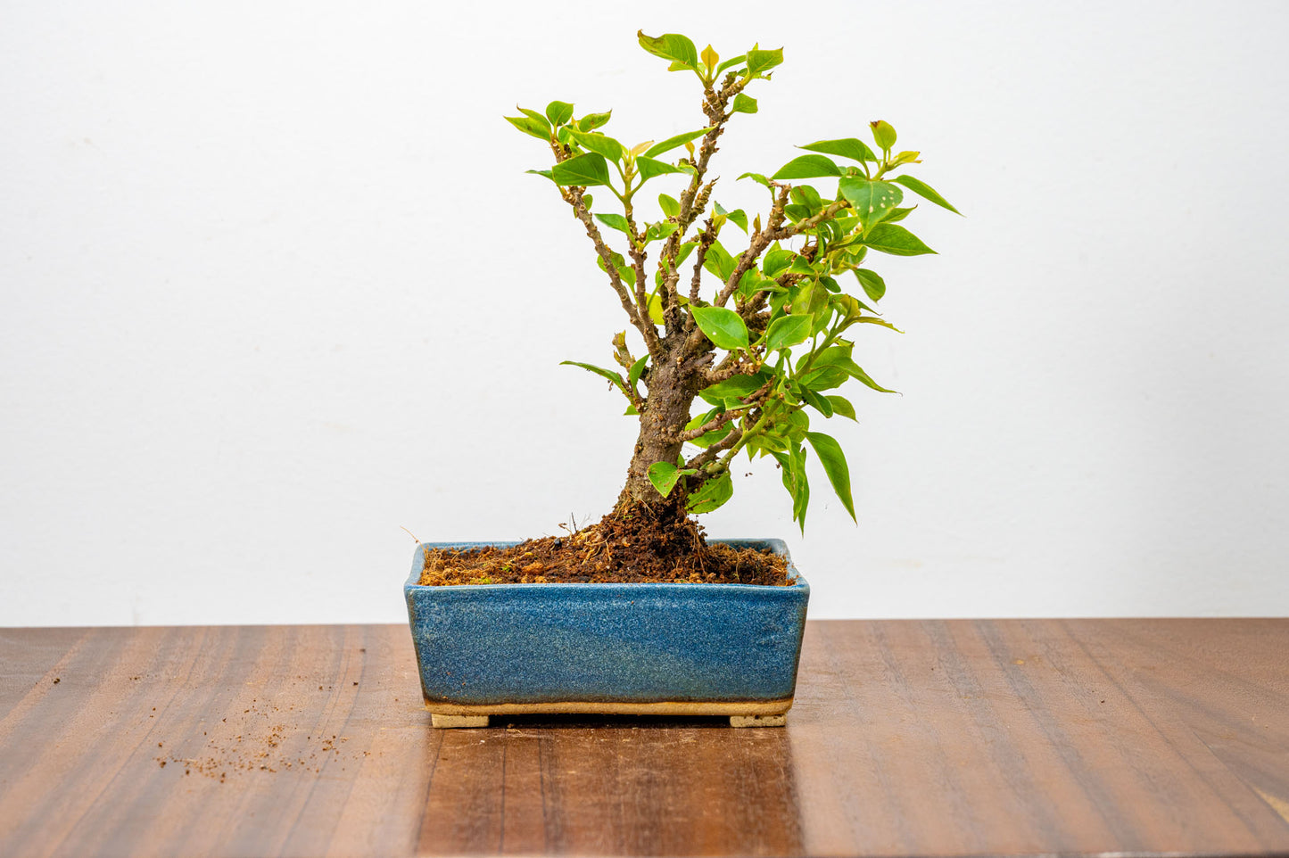 Bougainvillea  Pink Flowering Bonsai - 12cm Matt Blue pot