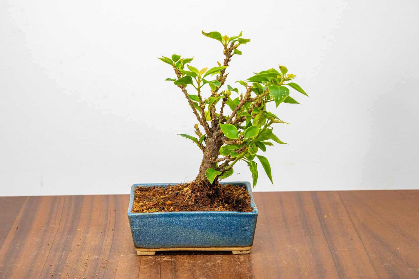 Bougainvillea  Pink Flowering Bonsai - 12cm Matt Blue pot