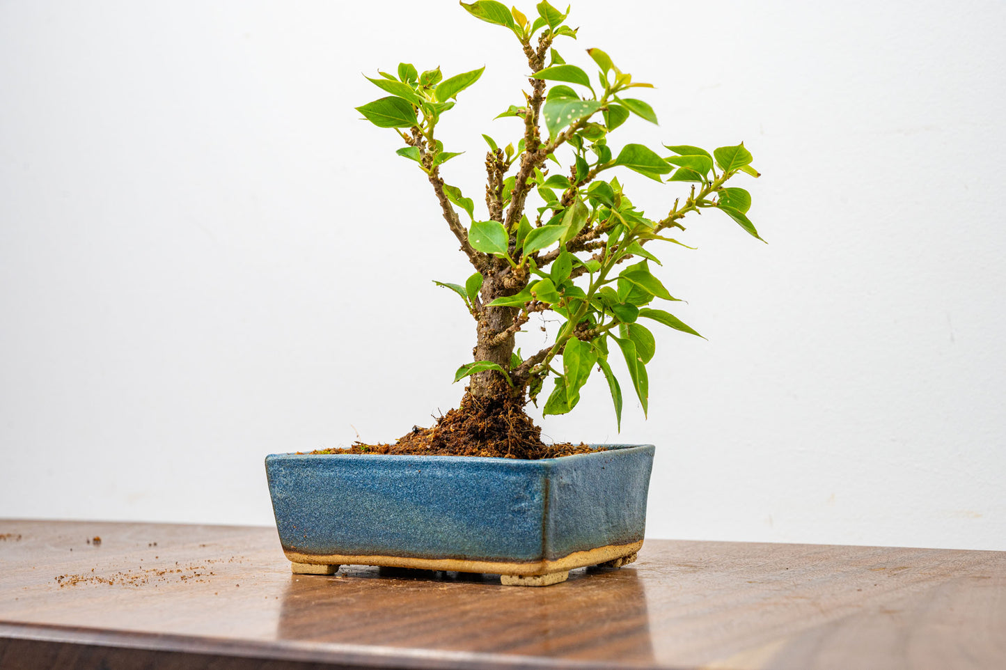 Bougainvillea  Pink Flowering Bonsai - 12cm Matt Blue pot