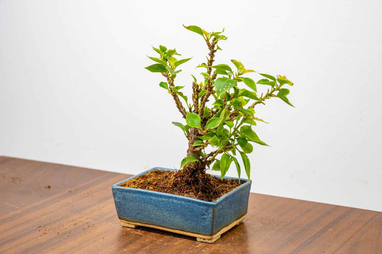 Bougainvillea  Pink Flowering Bonsai - 12cm Matt Blue pot