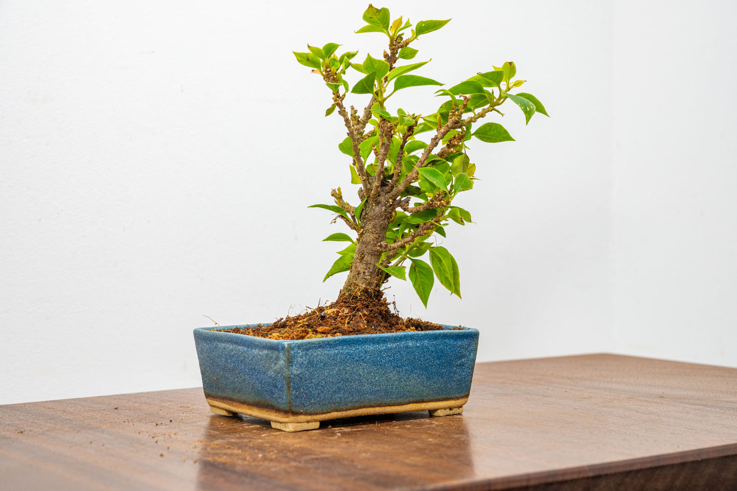 Bougainvillea  Pink Flowering Bonsai - 12cm Matt Blue pot