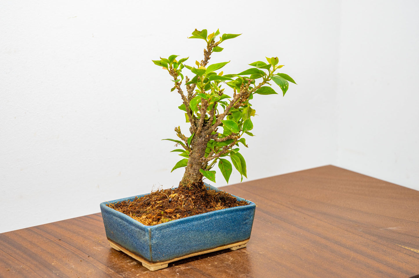 Bougainvillea  Pink Flowering Bonsai - 12cm Matt Blue pot