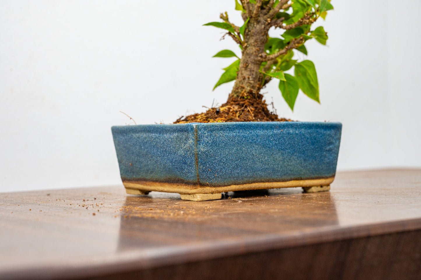 Bougainvillea  Pink Flowering Bonsai - 12cm Matt Blue pot