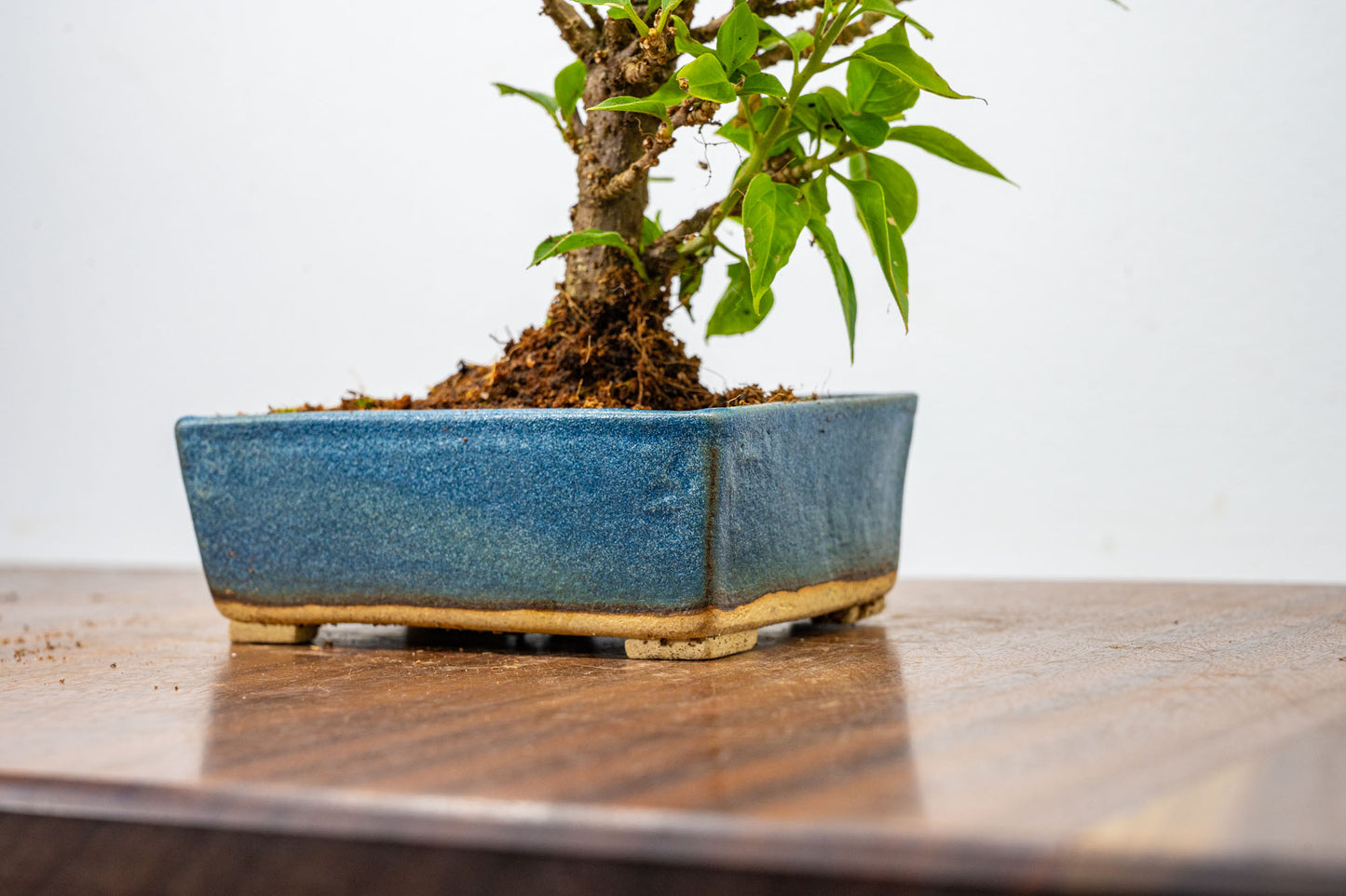 Bougainvillea  Pink Flowering Bonsai - 12cm Matt Blue pot